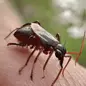 A close-up of a flea biting into a person's arm