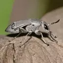 365 pest services of a common pest Weevil found in wood