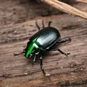 A green beetle resting on a wooden surface