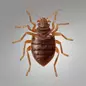 A close-up of a brown bed bug with folded wings and visible antennae