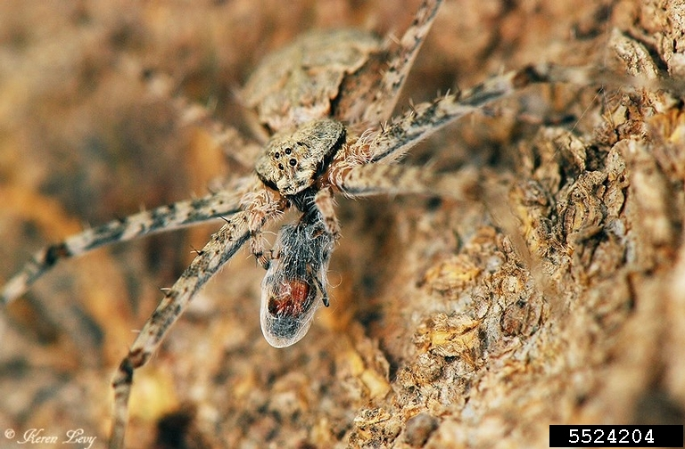 Arthropods: Alongspinneret spiders.