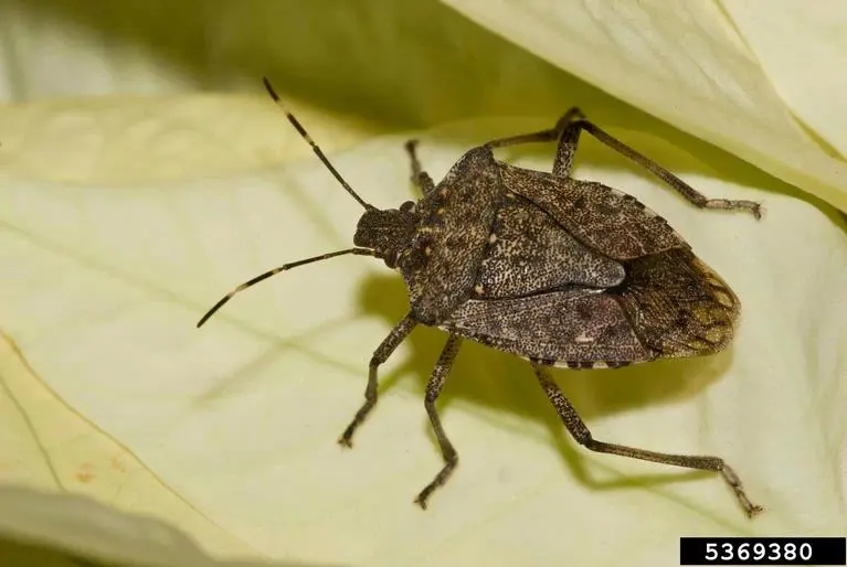 A close-up view of a brown marmorated stink bug, perched on a light green leaf.
                                                    The insect is characterized by its shield-shaped body, mottled brown coloration,
                                                        and long antennae.