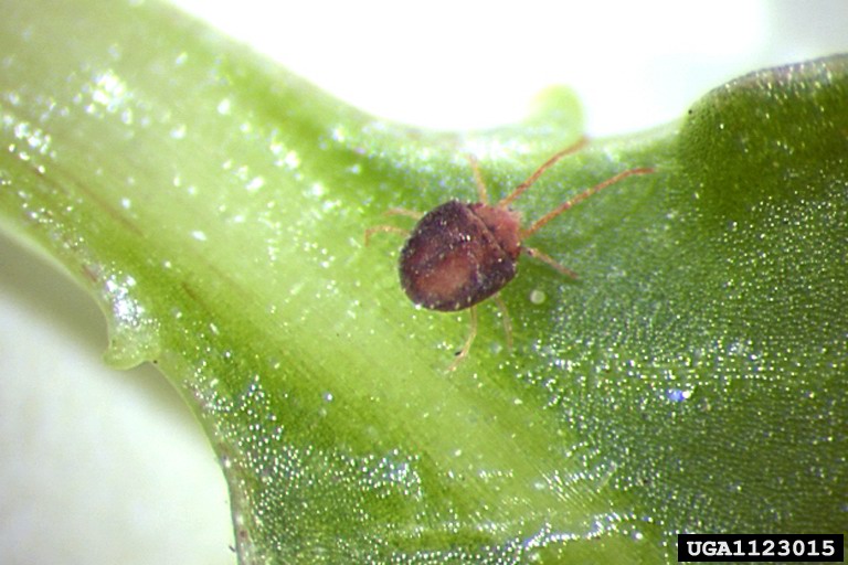 mites - clover mite