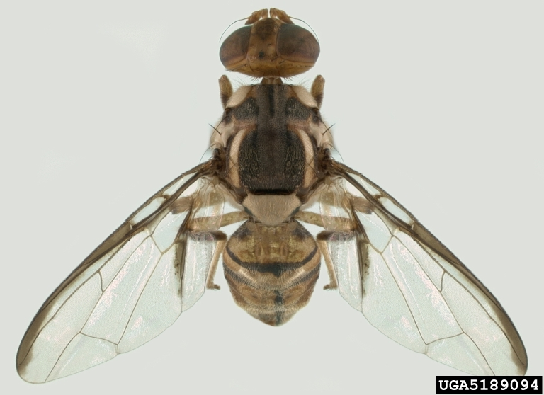 Do termites have wings? flying termites.