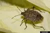 brown marmorated stink bug