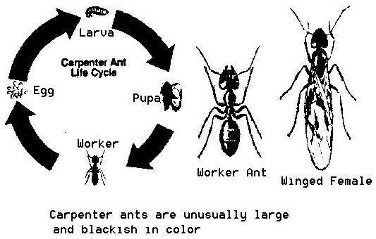 do termites fly