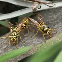 A group of yellow and black striped paper wasps on a tree branch